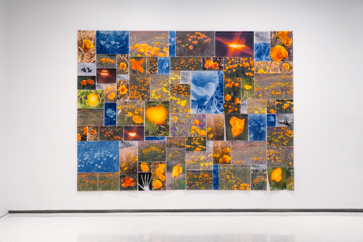 "Fever Field" is a large format collage of images of wildflowers