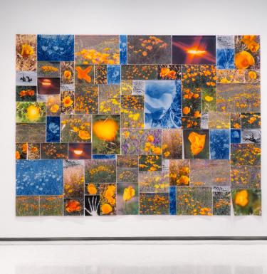 "Fever Field" - a large format collage of photographs of wildflowers by Melissa Catanese