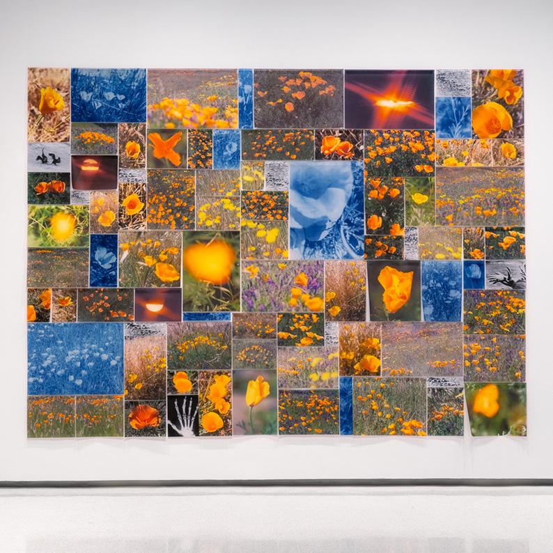 "Fever Field" - a large format collage of photographs of wildflowers by Melissa Catanese